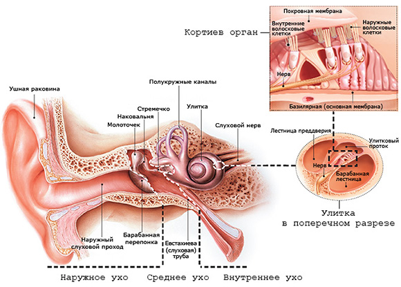 Как мы слышим